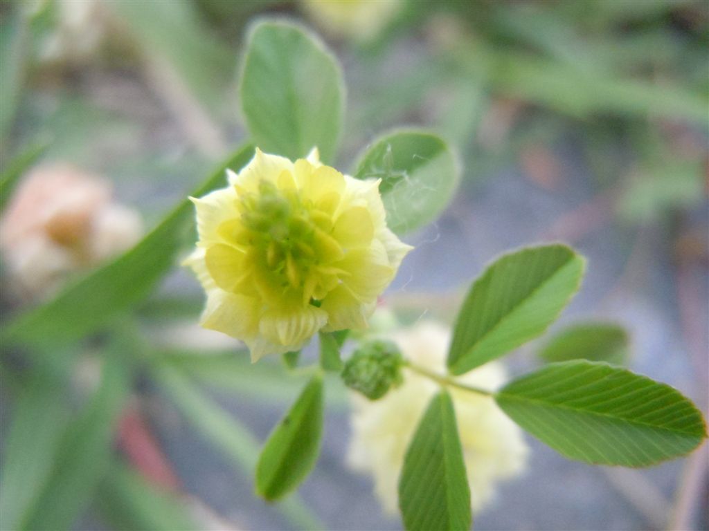 Trifolium campestre / Trifoglio campestre